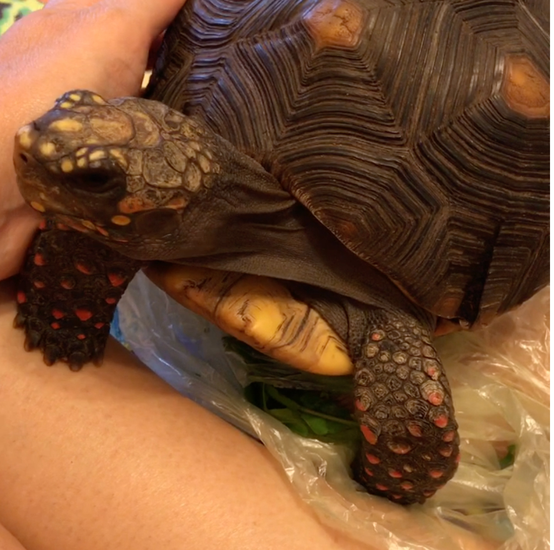Tortoise sits on snacks