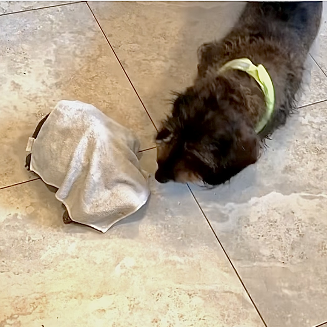 redfoot tortoise walking carpet