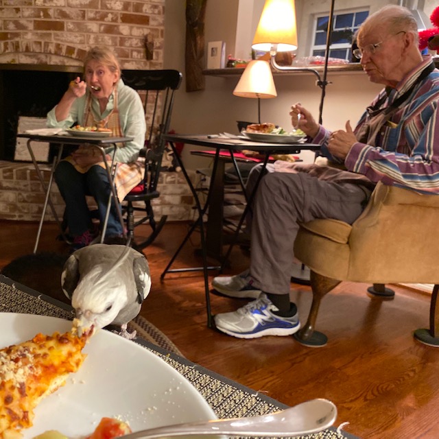 cockatiel eats pizza