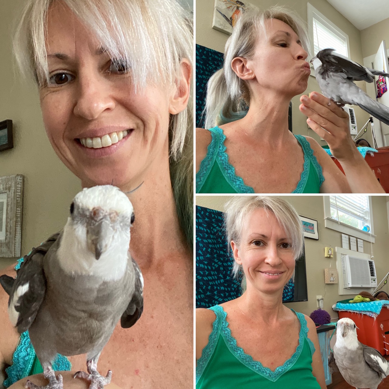 pet cockatiel with mom