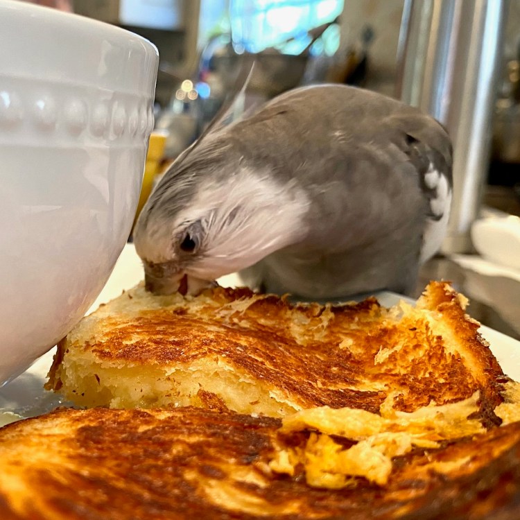 cockatiel eats grilled cheese sandwich