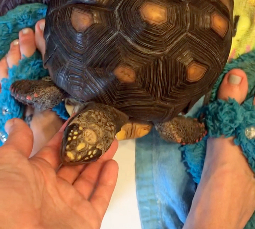 Tortoise begs for snacks