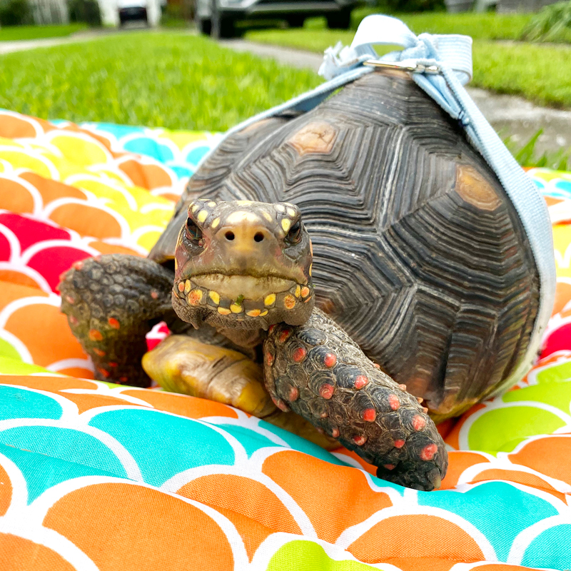redfoot tortoise basking