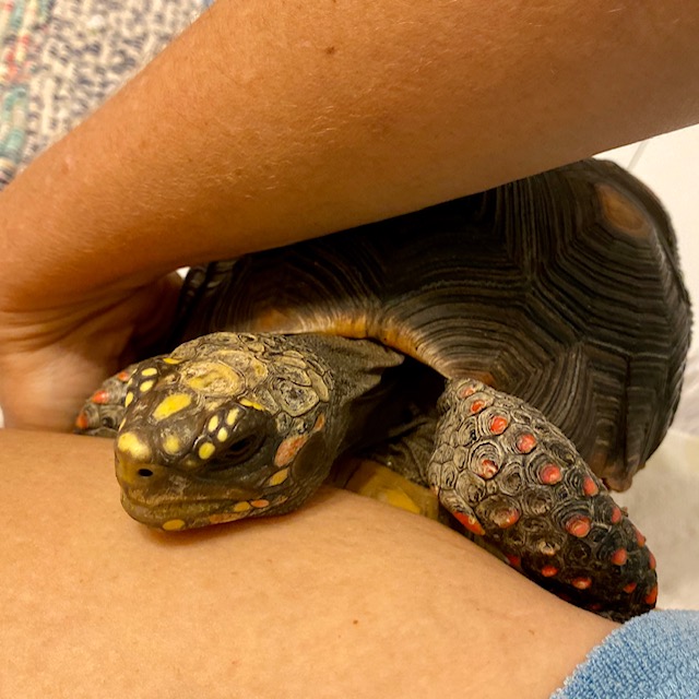 cute redfoot tortoise
