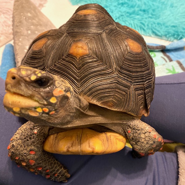 pet redfoot tortoise