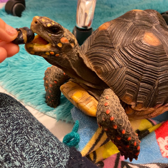 redfoot tortoise eats blueberry