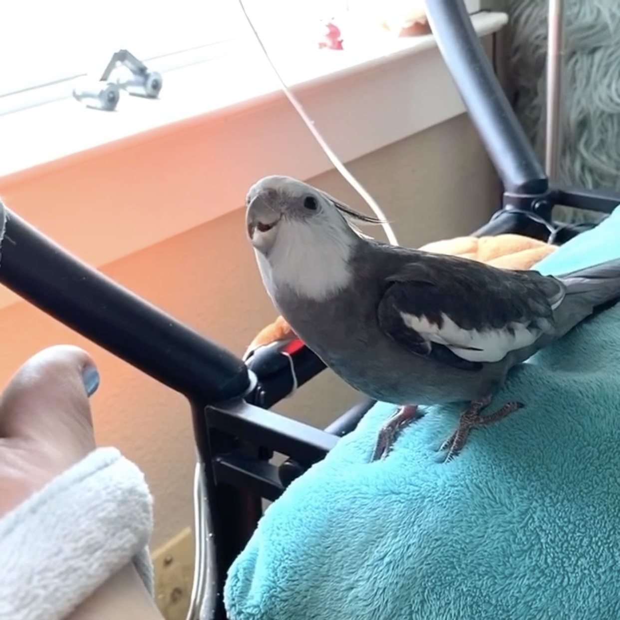 cockatiel singing