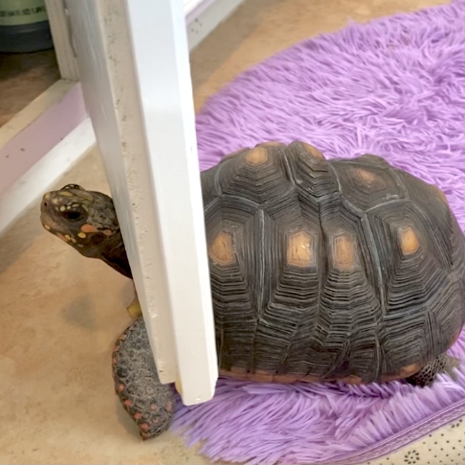 redfoot tortoise stuck in cabinet door
