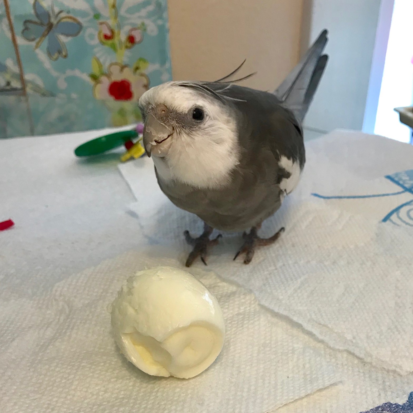 Cockatiel Egg 2