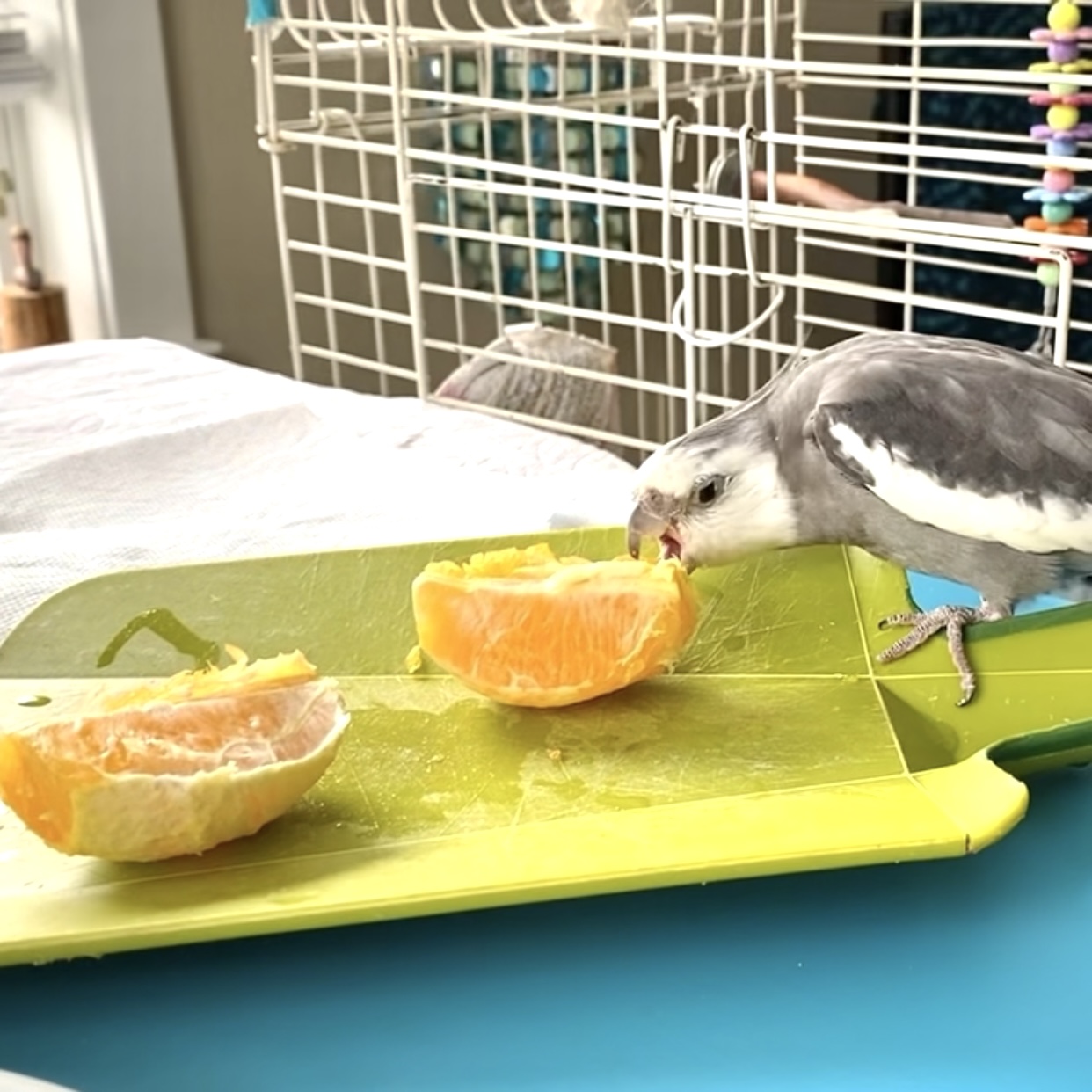 cockatiel eats orange