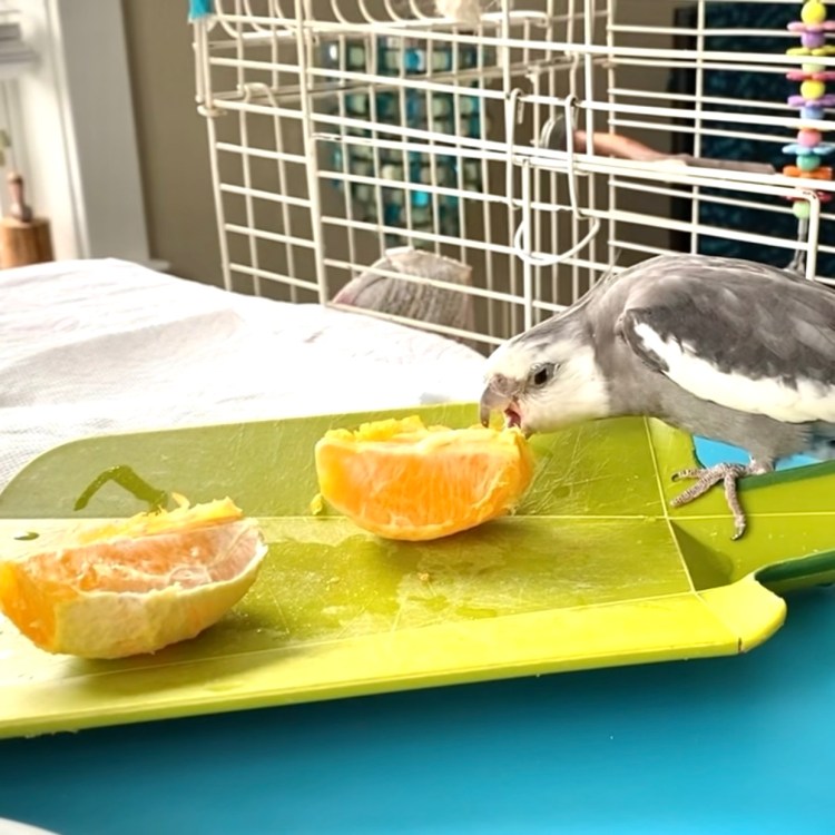 cockatiel eats orange