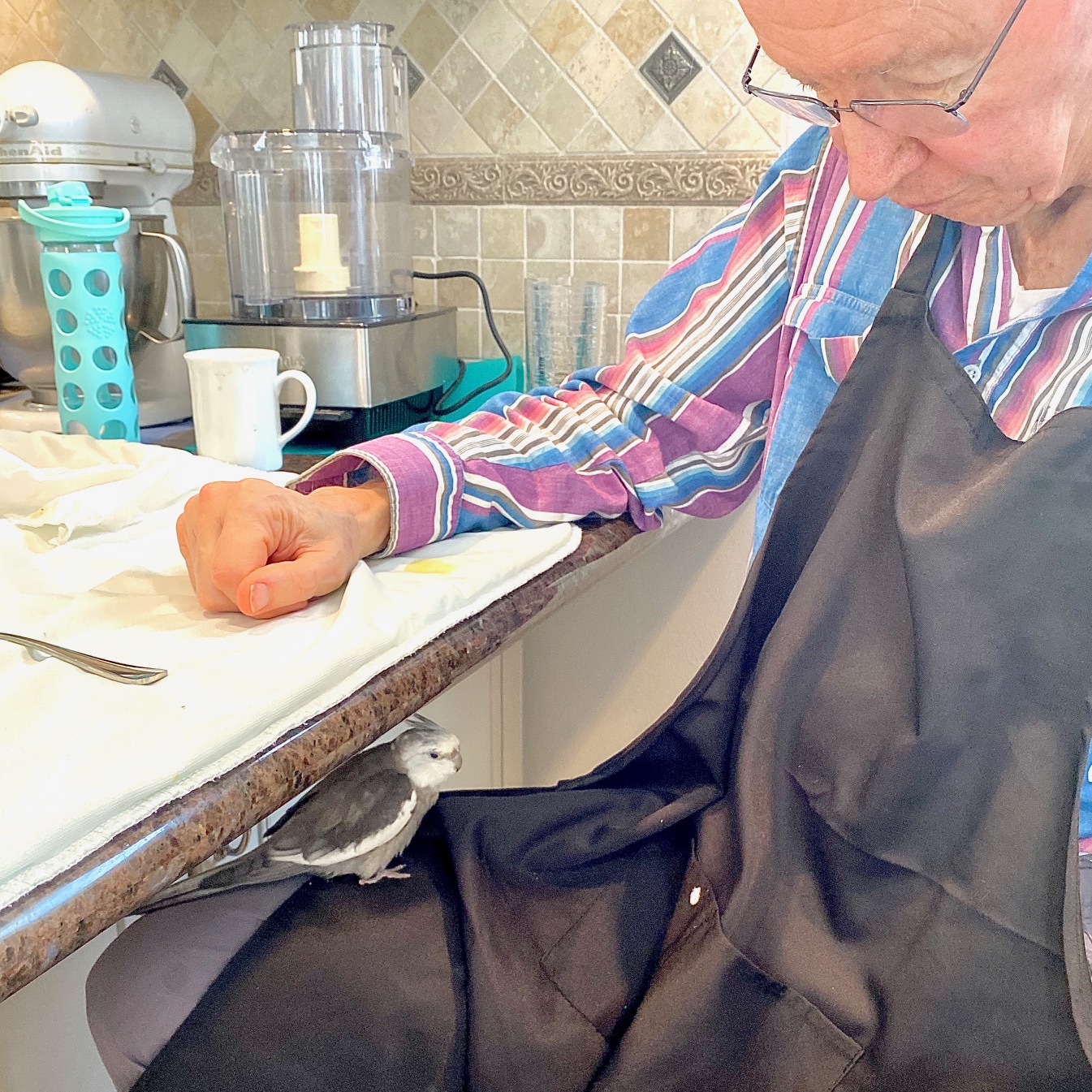 Cockatiel roosts on Grandpa's knee
