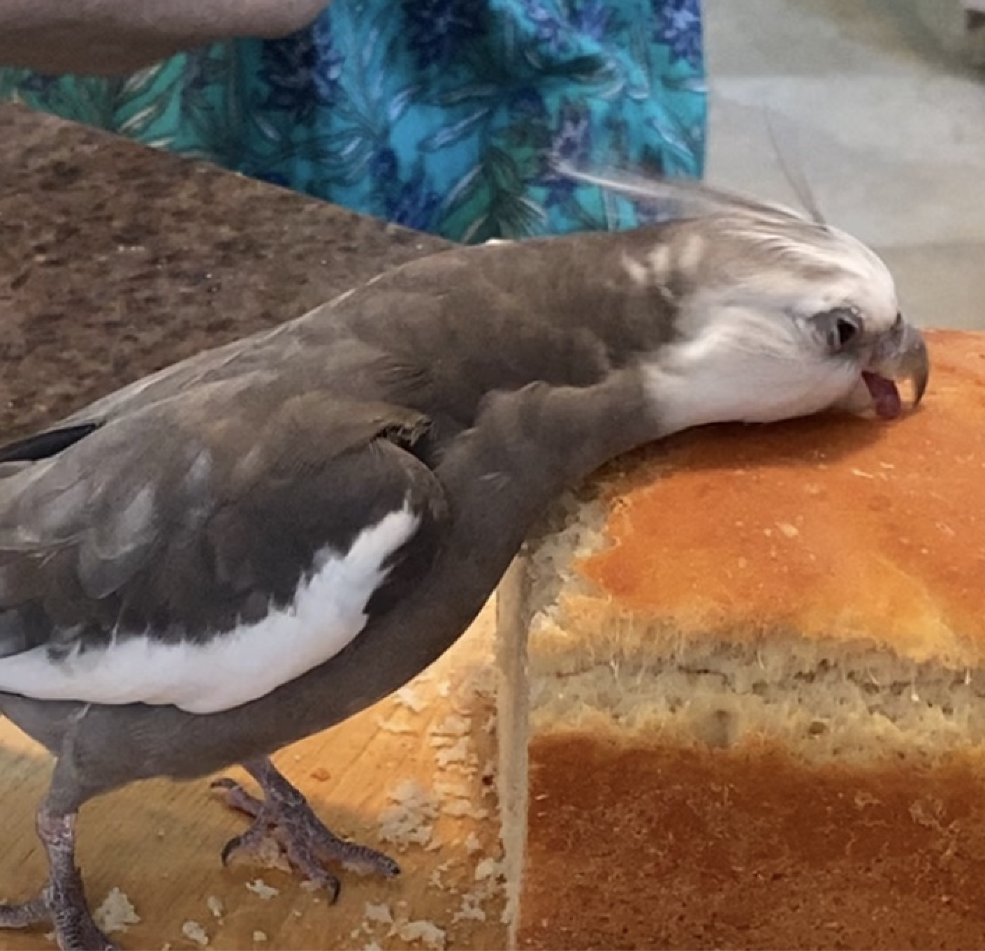 cockatiel eats bread