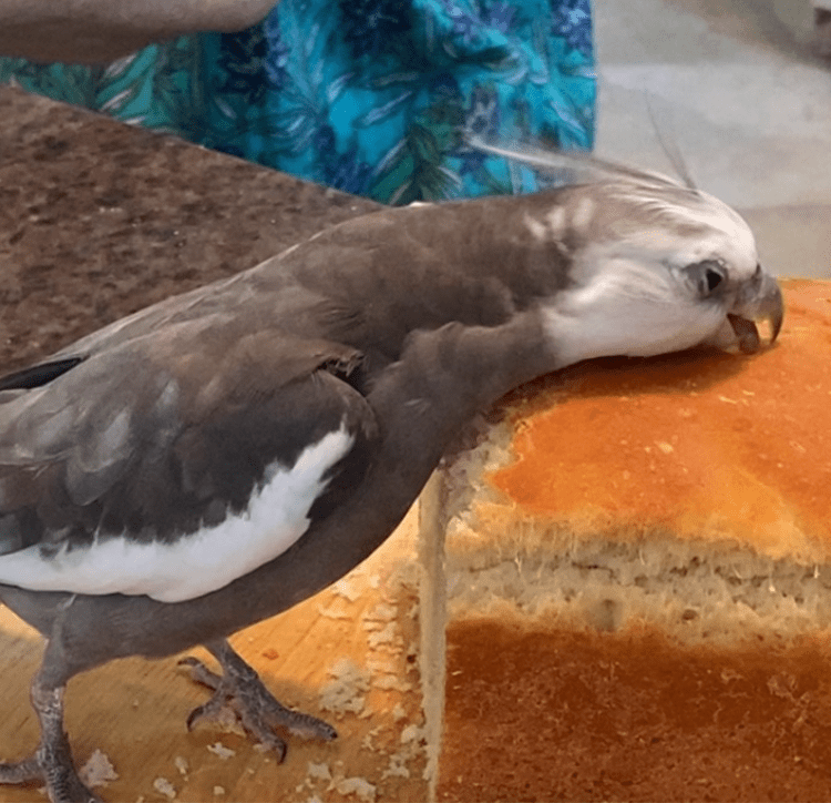 cockatiel eats bread