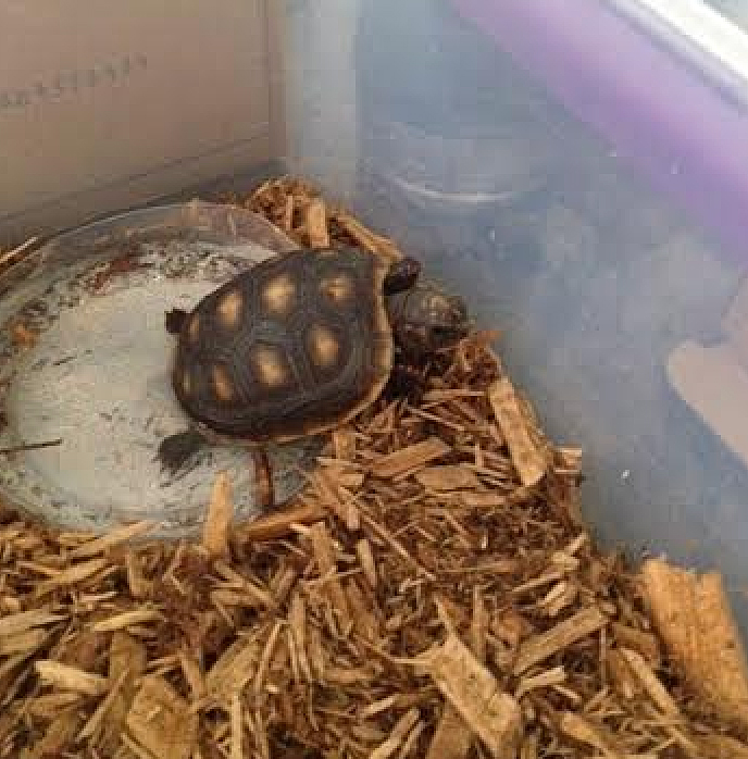 hatchling redfoot tortoise bath