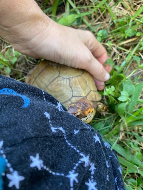 Box turtle sits next to rescue mama