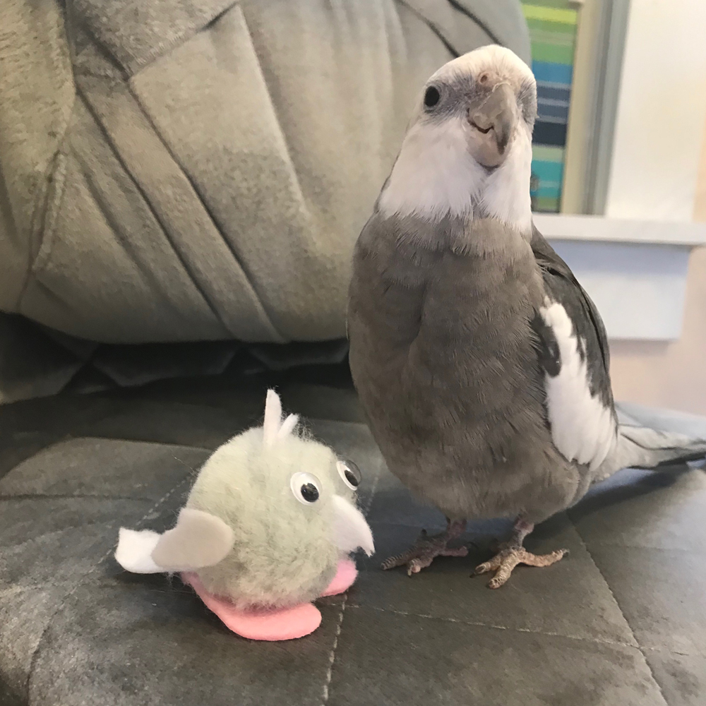 Cockatiel MiniPearl