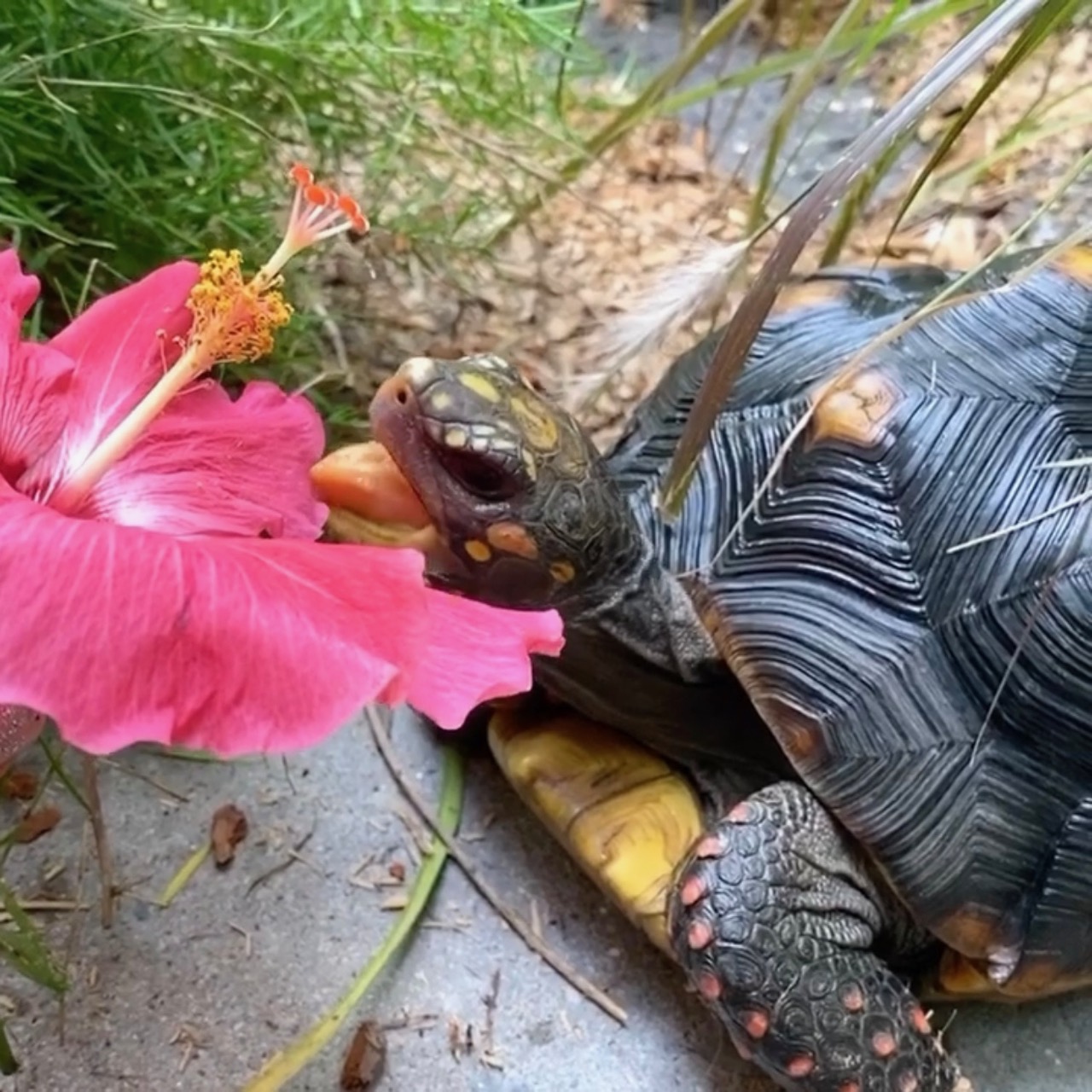 redfoot tortoise eats hibiscus flower