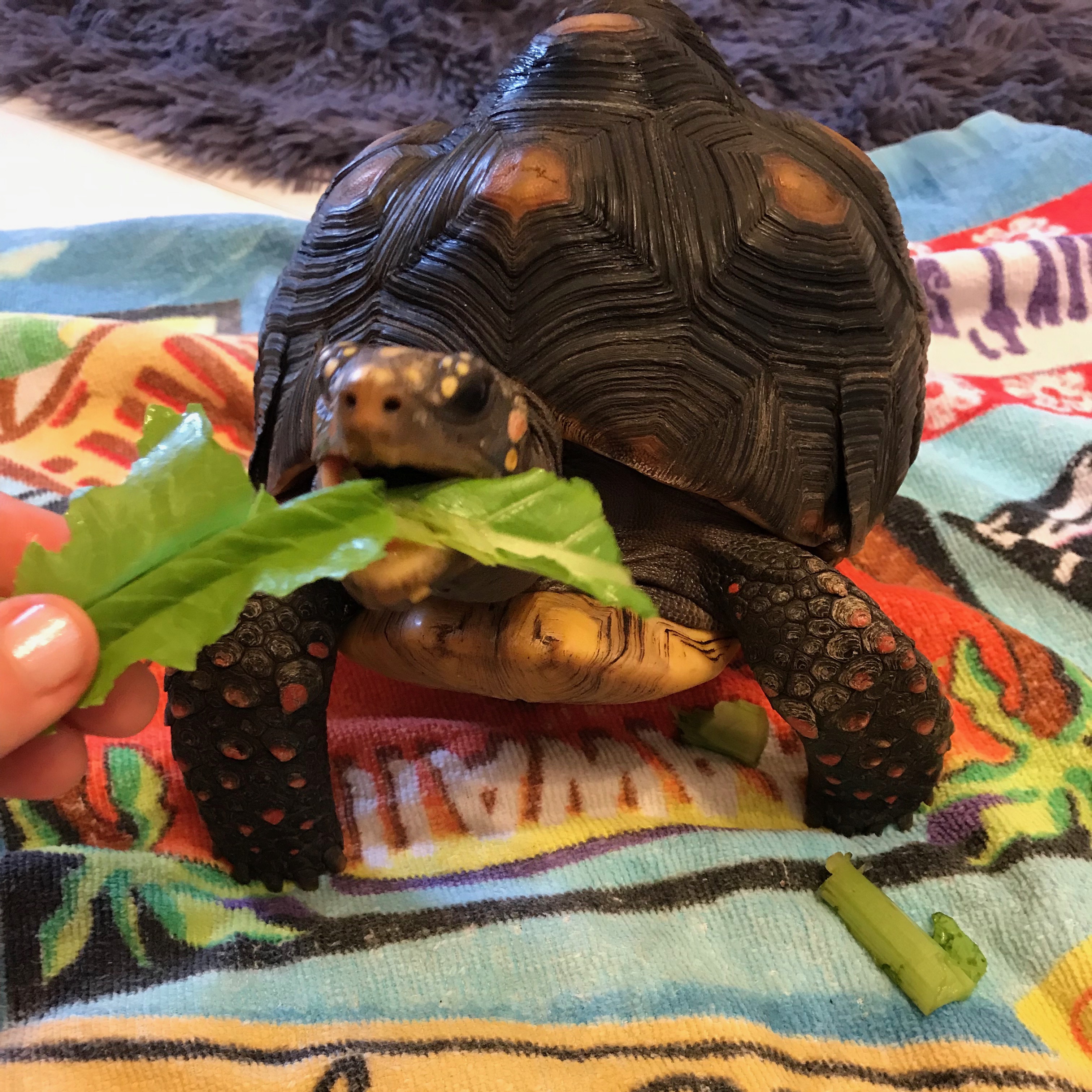 redfoot tortoise eating lettuce