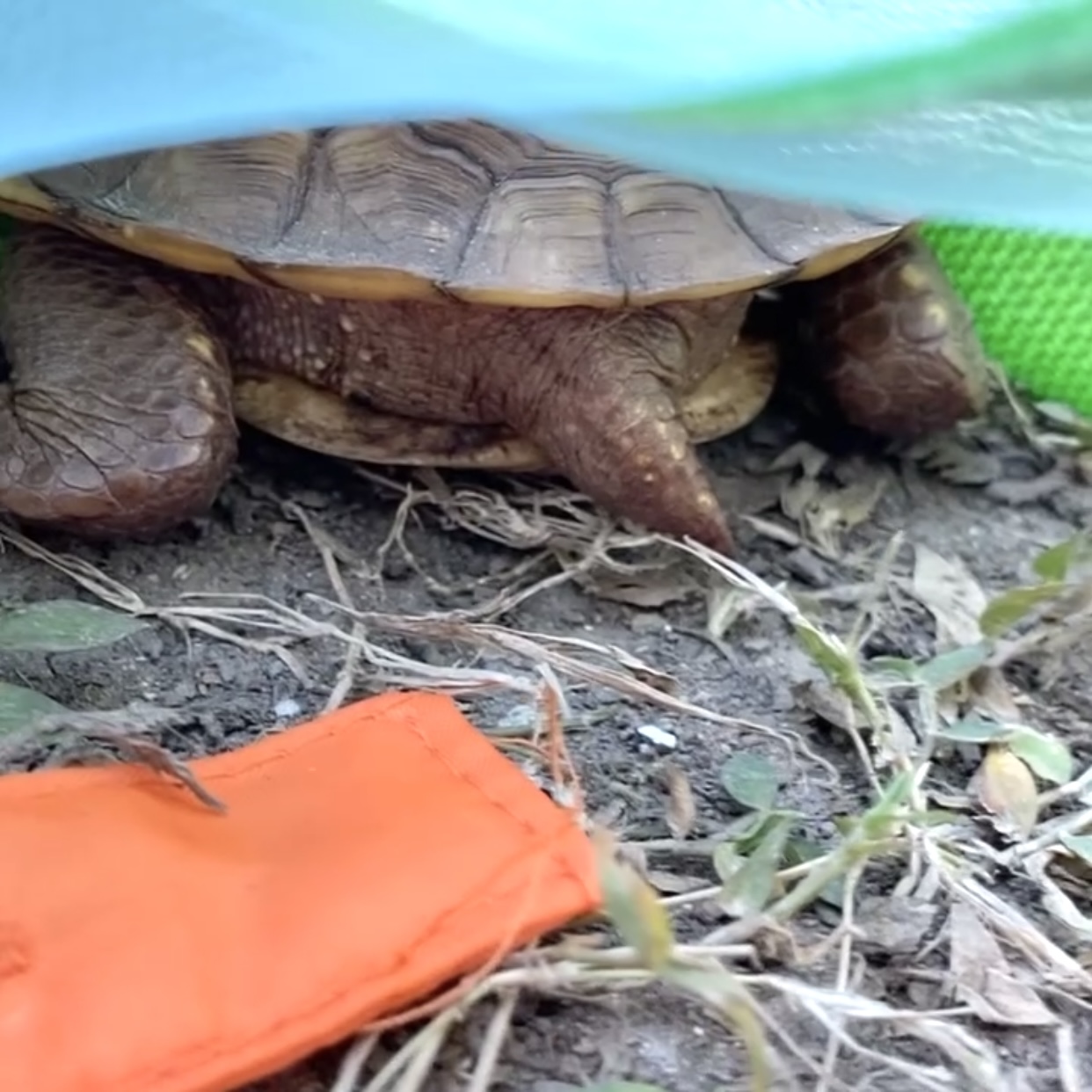 3-toed box turtle tail