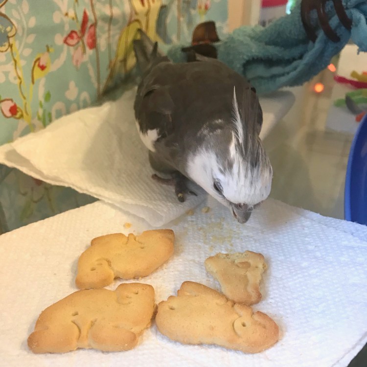 Animal Crackers Cockatiel 1