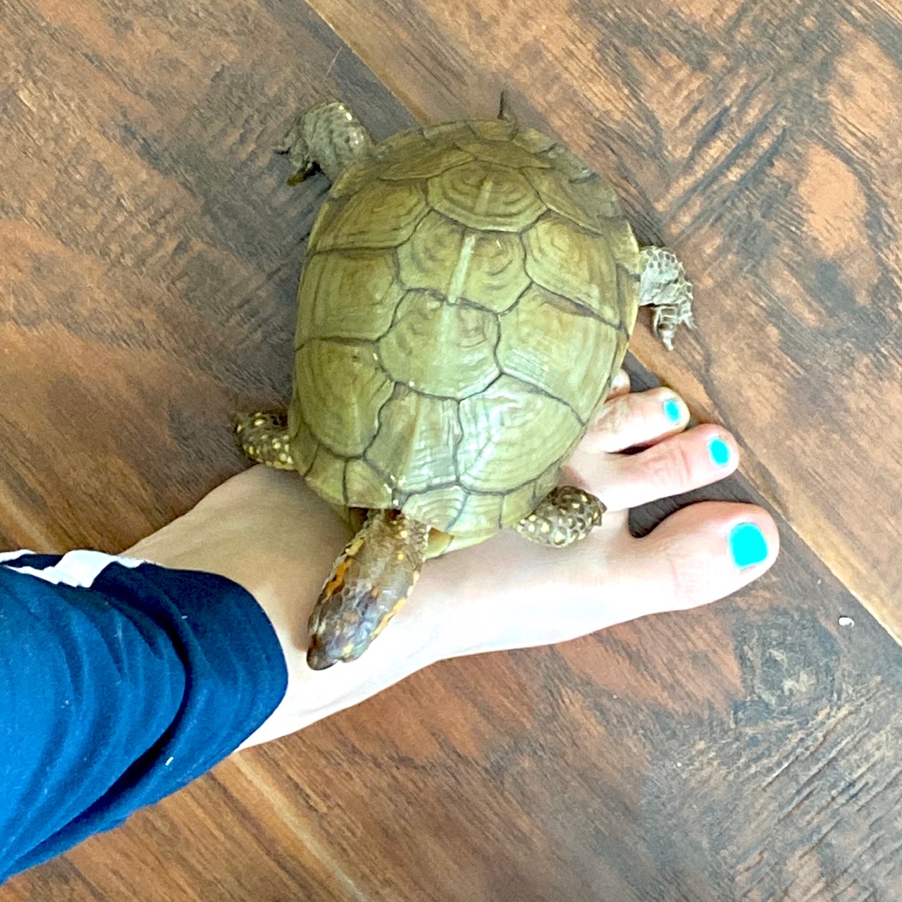 box turtle stands on foot