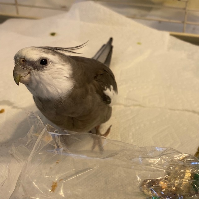 Cockatiel stands by plastic bag