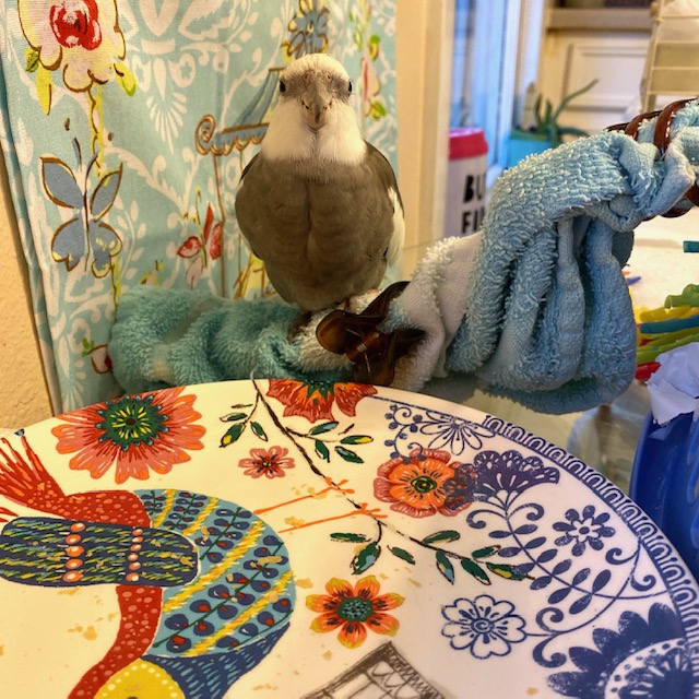 Cockatiel with empty bird plate