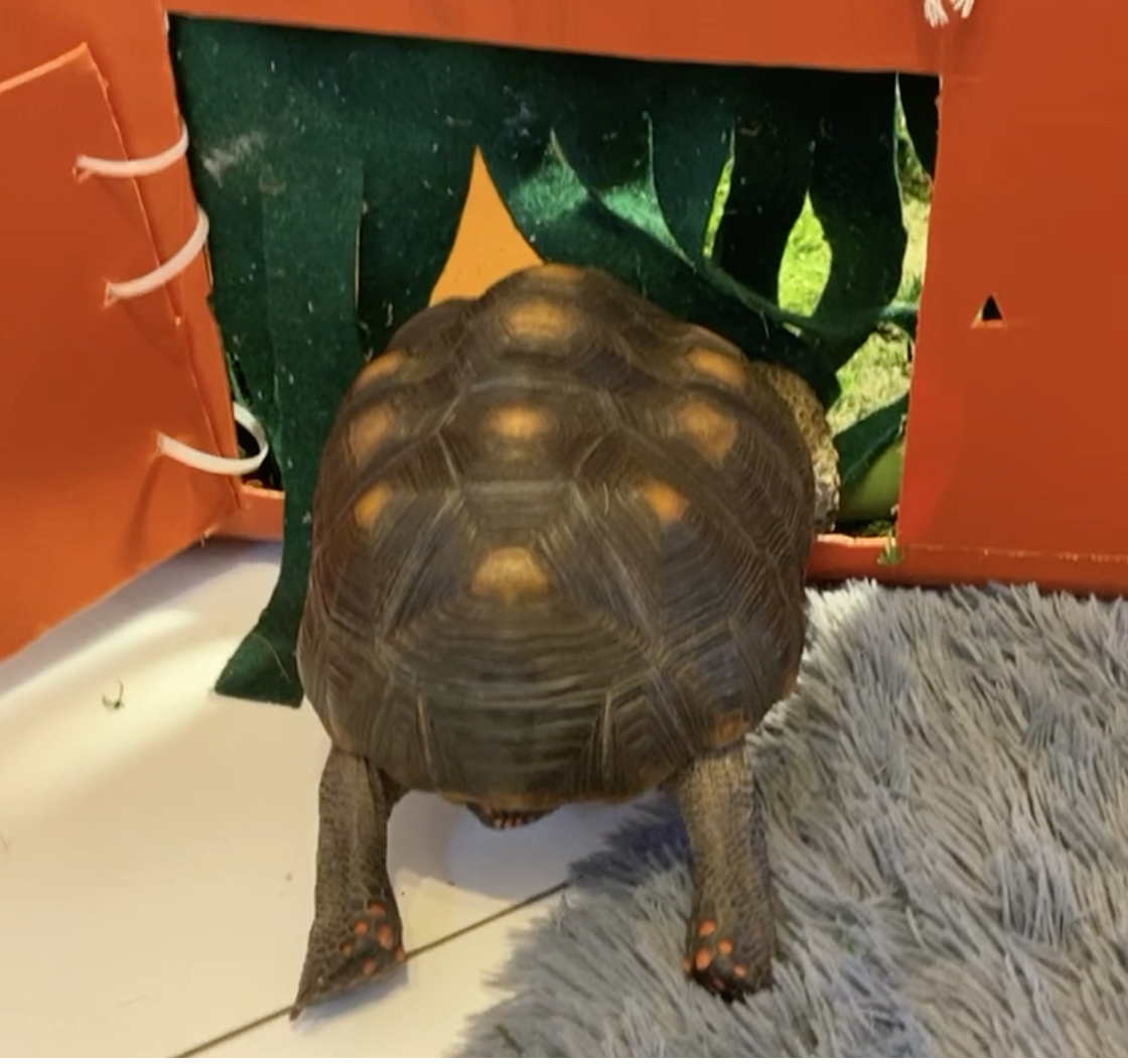 Tortoise habitat door