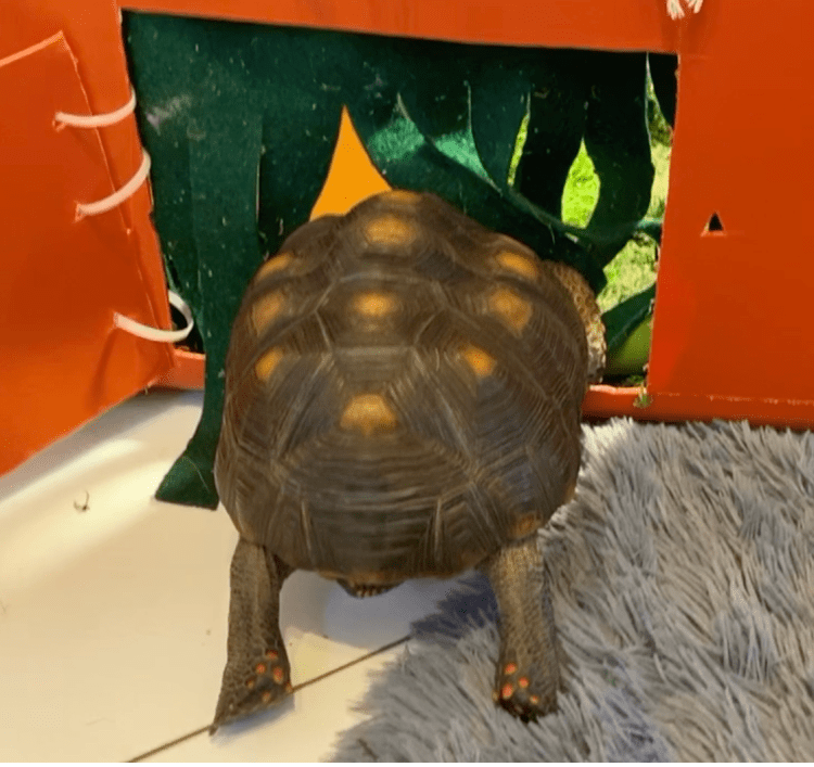 Tortoise habitat door