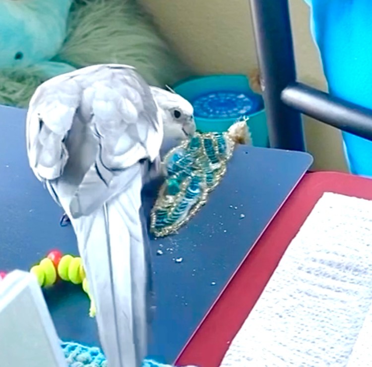 cockatiel drops toy