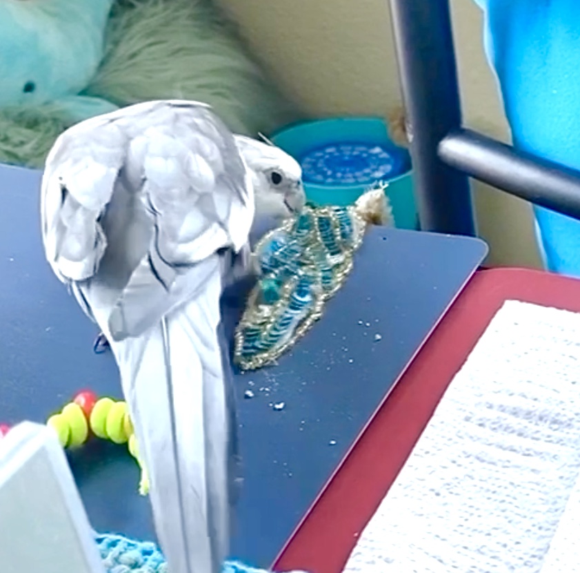 cockatiel drops toy