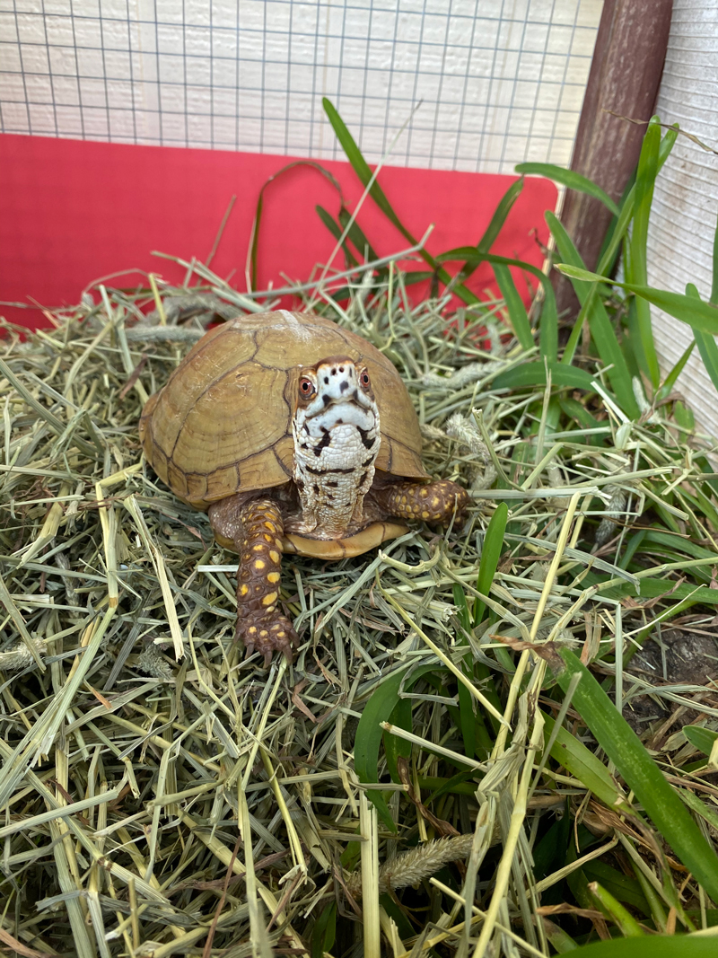 Box turtle on hay pile