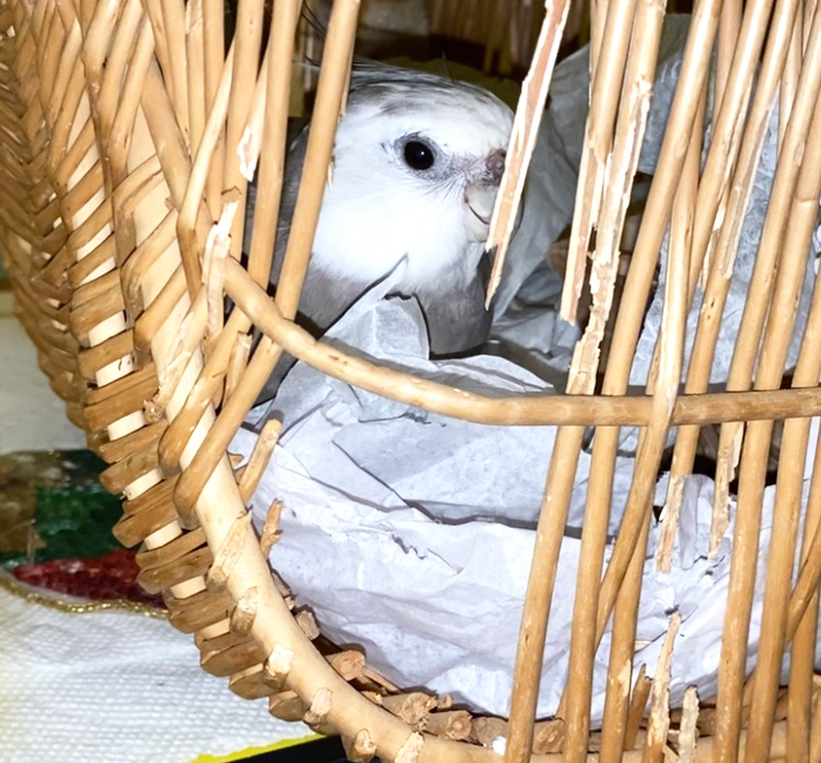 cockatiel wicker nest basket