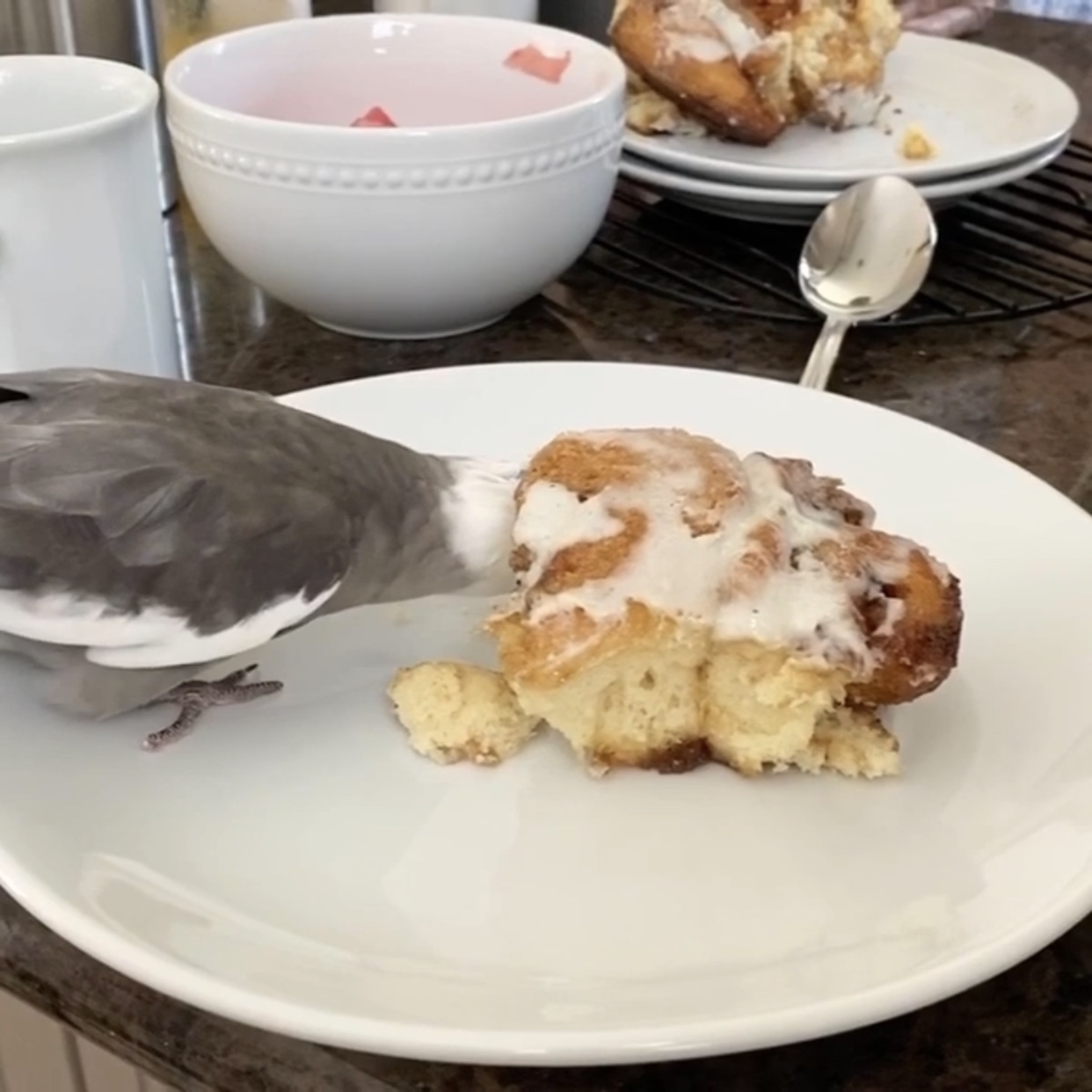 cockatiel eats sweet roll