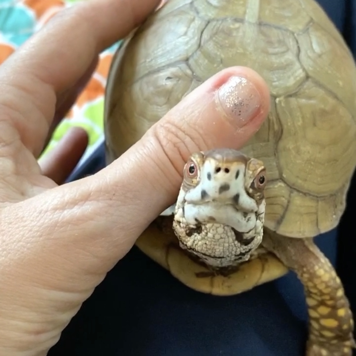 rescued box turtle