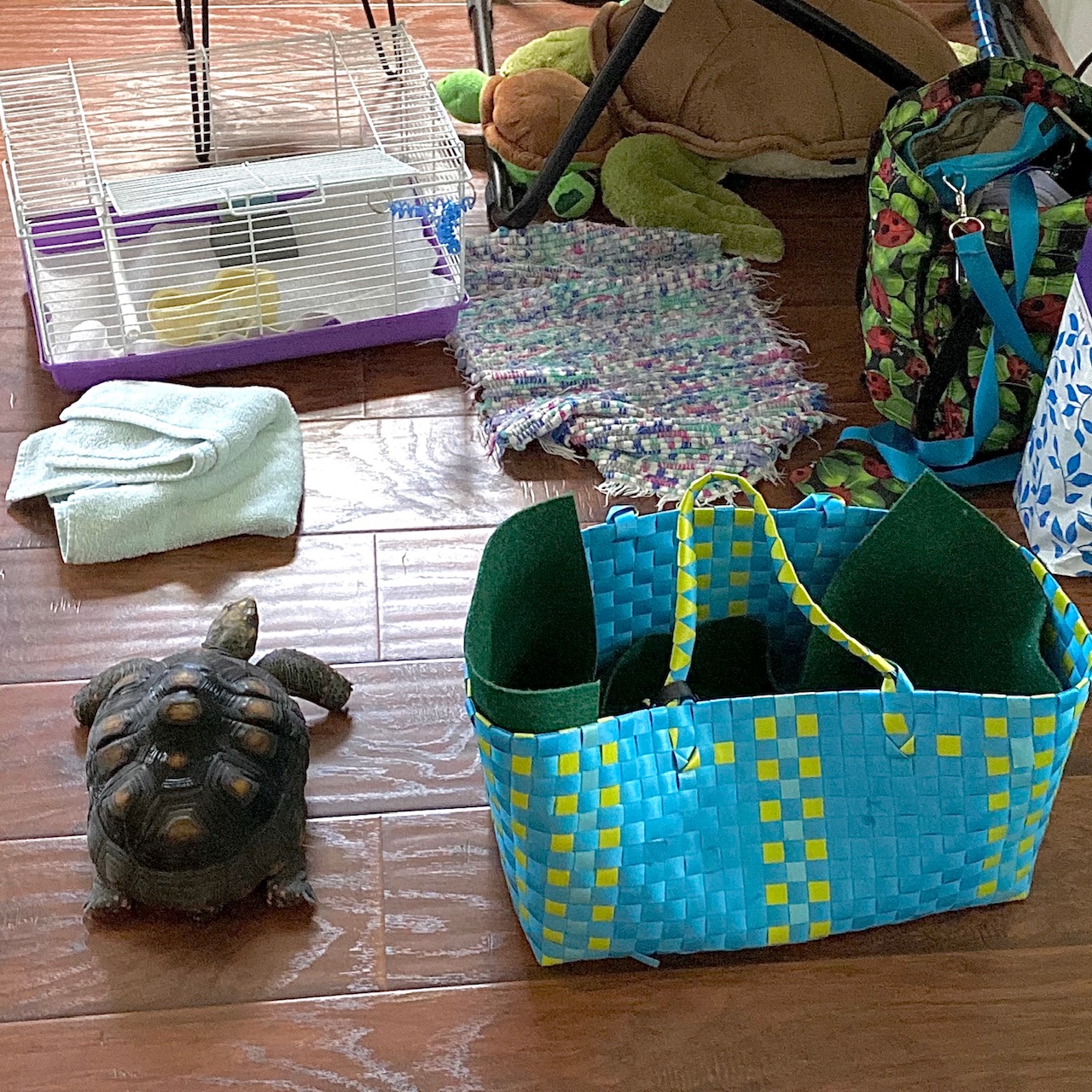 redfoot tortoise with carrier