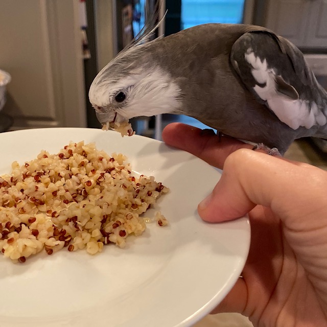 Cockatiel eats rice