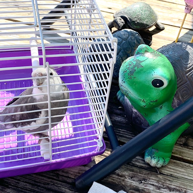 cockatiel with turtles