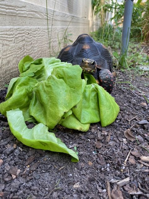 tortoise stares at large lettuce