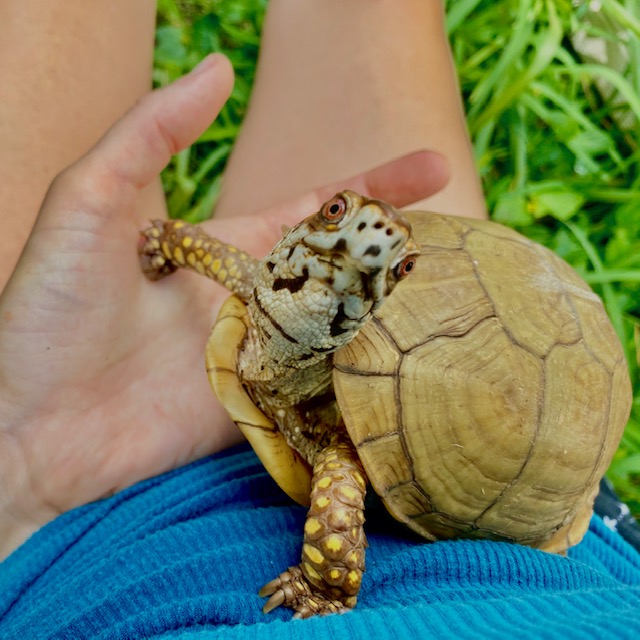 Rescued 3-toed box turtle
