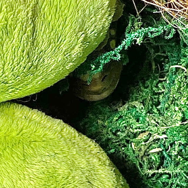 Redfoot tortoise nose