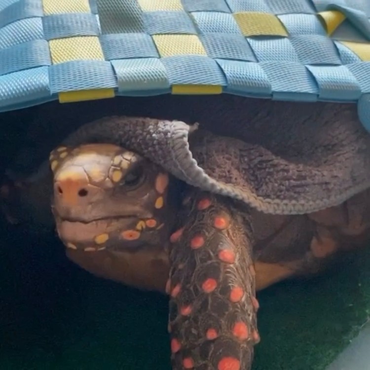 tortoise snoozes in basket