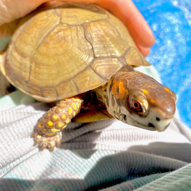 rescued box turtle