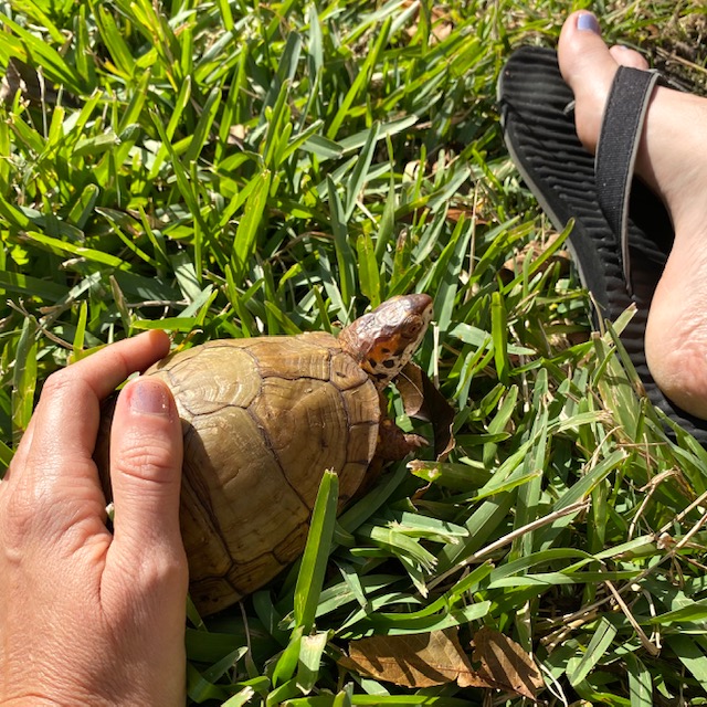 box turtle on grass