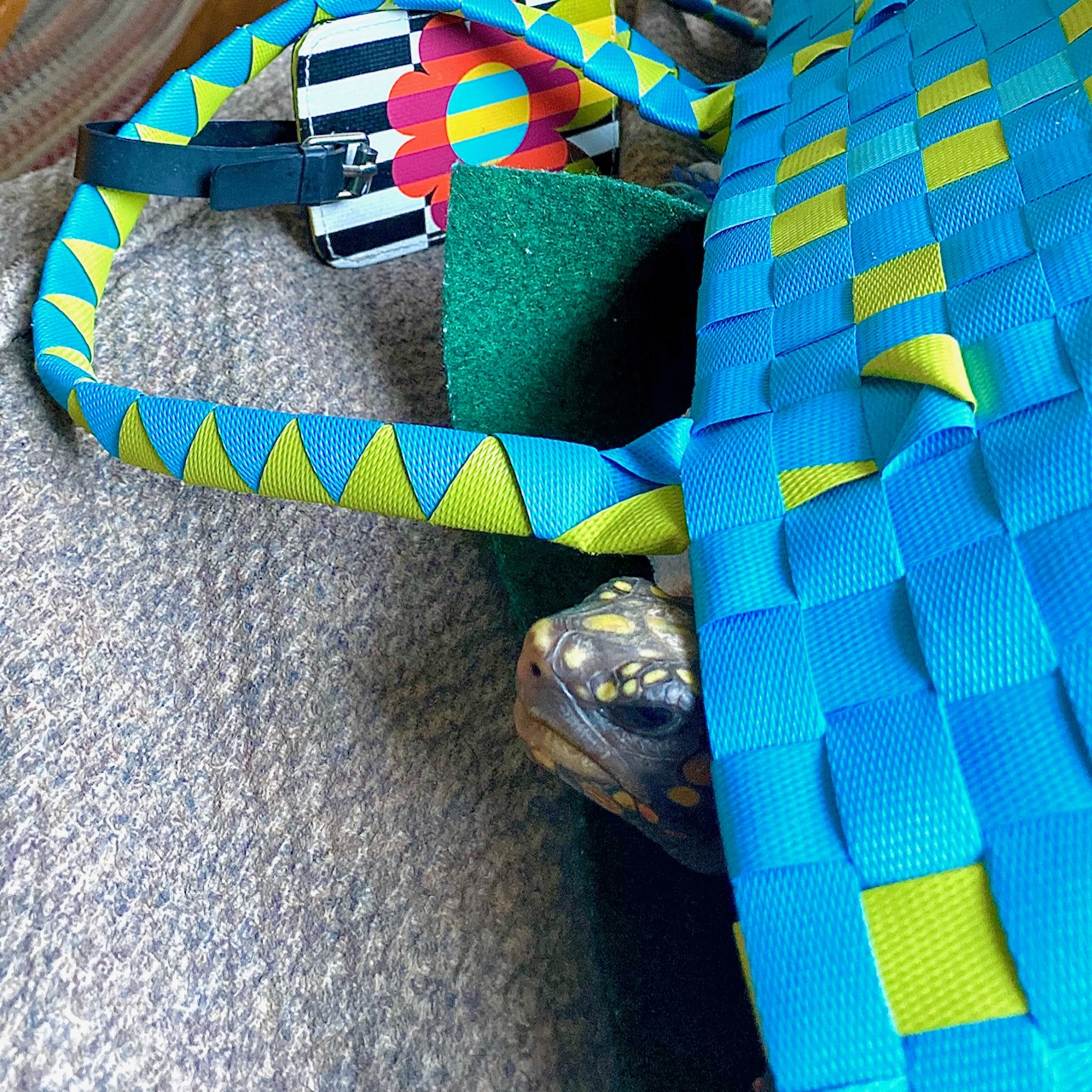 pet tortoise in carrier