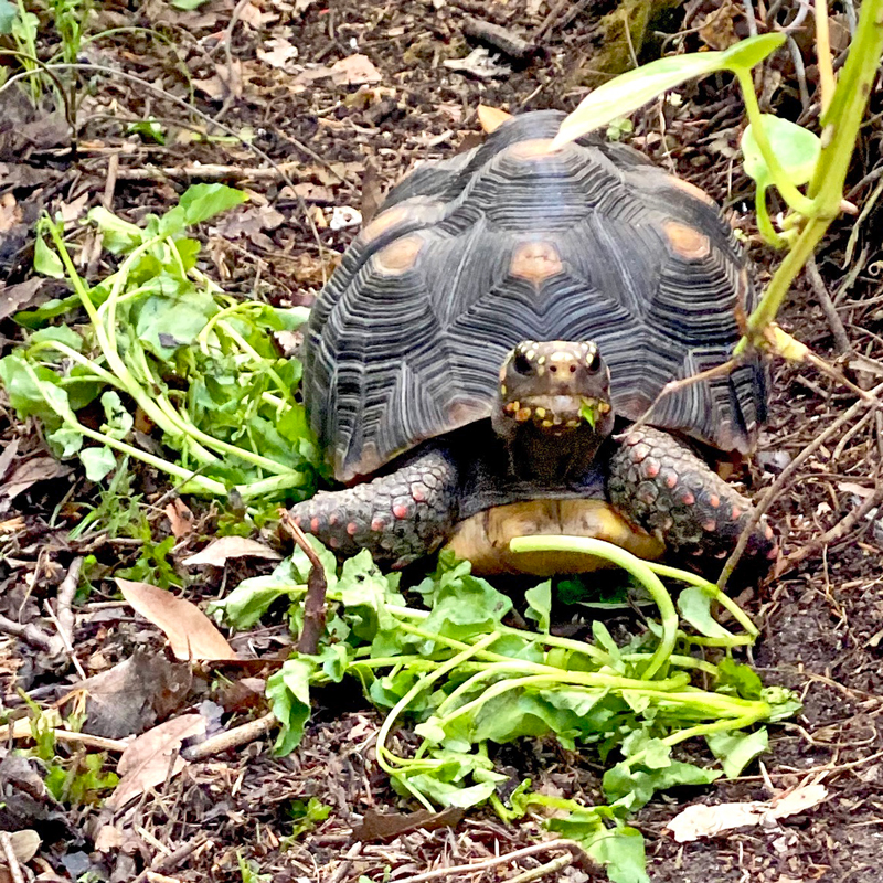 redfoot tortoise outside