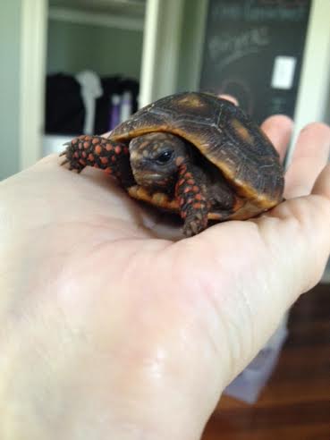 Malti means "small fragrant Jasmine flower." Which of course means we are very hopeful the breeder was right when he said she is a girl (Pearl is especially hopeful.)
