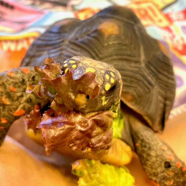 Redfoot tortoise eats red leaf lettuce
