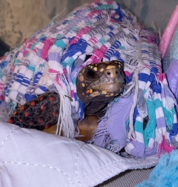 redfoot tortoise under blanket